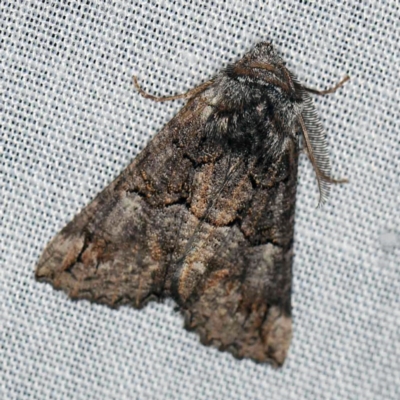 Nisista notodontaria (Annulus Crest-moth) at Paddys River, ACT - 18 May 2018 by ibaird