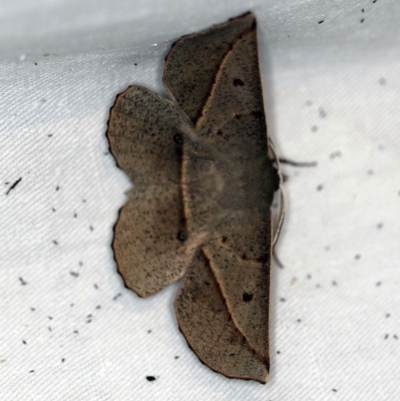 Phallaria ophiusaria (Large Leaf Moth) at Namadgi National Park - 7 Feb 2019 by ibaird