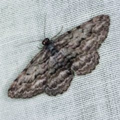 Psilosticha attacta (Looper Moth) at Tidbinbilla Nature Reserve - 9 May 2018 by ibaird