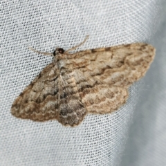 Psilosticha attacta at Paddys River, ACT - 9 May 2018 10:18 PM