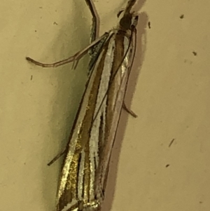 Hednota species near grammellus at Aranda, ACT - 20 Feb 2020
