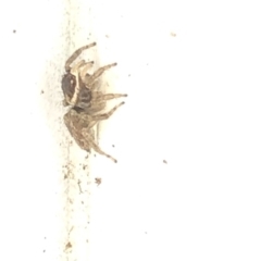 Hypoblemum griseum (Jumping spider) at Aranda, ACT - 19 Feb 2020 by Jubeyjubes