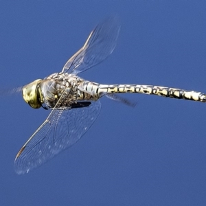 Anax papuensis at Googong, NSW - 20 Feb 2020