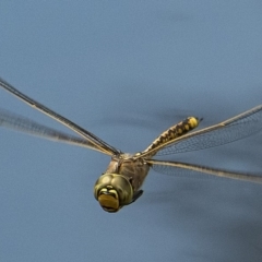 Anax papuensis at Googong, NSW - 20 Feb 2020