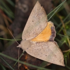 Mnesampela heliochrysa (Golden-winged Gum Moth) at Cotter River, ACT - 1 Apr 2019 by ibaird