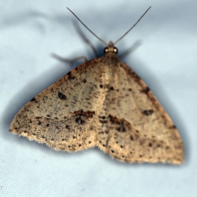 Taxeotis stereospila (Taxeotis stereospila) at Paddys River, ACT - 11 Nov 2018 by ibaird