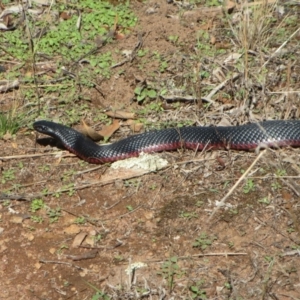 Pseudechis porphyriacus at Hawker, ACT - 20 Feb 2020