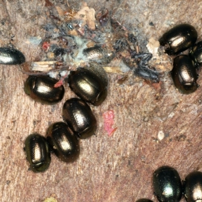 Chrysolina quadrigemina (Greater St Johns Wort beetle) at Majura, ACT - 19 Feb 2020 by jb2602