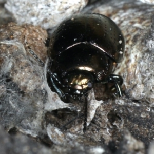 Chrysolina quadrigemina at Majura, ACT - 19 Feb 2020