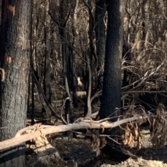 Macropus giganteus (Eastern Grey Kangaroo) at East Boyd State Forest - 20 Feb 2020 by DanT