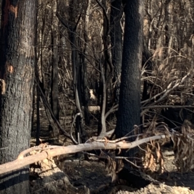 Macropus giganteus (Eastern Grey Kangaroo) at East Boyd State Forest - 20 Feb 2020 by DanT