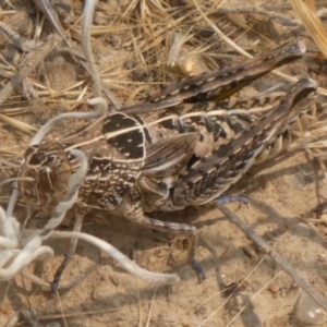 Perunga ochracea at Hackett, ACT - 9 Dec 2019 11:12 AM