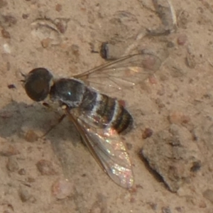 Villa sp. (genus) at Hackett, ACT - 9 Dec 2019 11:27 AM