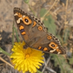 Junonia villida (Meadow Argus) at Hackett, ACT - 9 Dec 2019 by GeoffRobertson