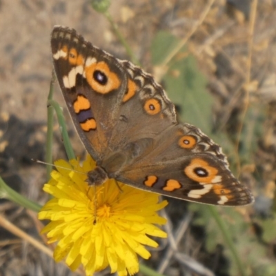 Junonia villida (Meadow Argus) at Hackett, ACT - 9 Dec 2019 by GeoffRobertson