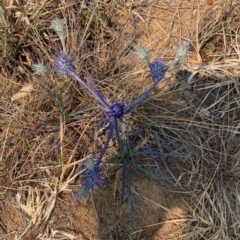 Eryngium ovinum (Blue Devil) at Hackett, ACT - 8 Dec 2019 by GeoffRobertson