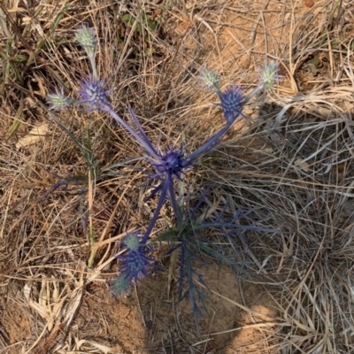 Eryngium ovinum (Blue Devil) at Yarramundi Grassland
 - 8 Dec 2019 by GeoffRobertson