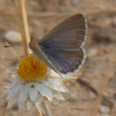 Zizina otis (Common Grass-Blue) at Hackett, ACT - 8 Dec 2019 by GeoffRobertson