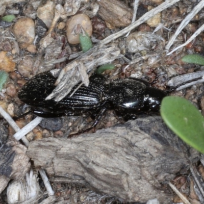 Sarticus sp. (genus) (Predatory ground beetle) at Ainslie, ACT - 19 Feb 2020 by jb2602