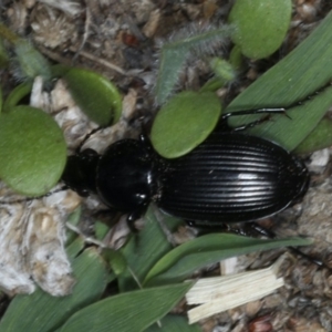 Sarticus sp. (genus) at Ainslie, ACT - 19 Feb 2020