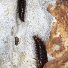 Dermestes sp. (genus) (Leather Beetle) at Majura, ACT - 19 Feb 2020 by jbromilow50