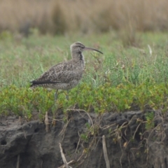 Numenius phaeopus (Whimbrel) at Bermagui, NSW - 16 Feb 2020 by JackieLambert