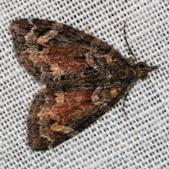 Microdes undescribed species (A Geometer moth) at Paddys River, ACT - 9 May 2018 by ibaird