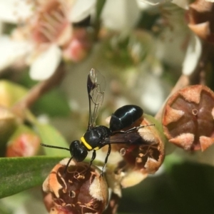 Hylaeus (Prosopisteron) primulipictus at Acton, ACT - 20 Feb 2020