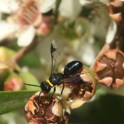 Hylaeus (Prosopisteron) primulipictus (Hylaeine colletid bee) at Acton, ACT - 20 Feb 2020 by PeterA