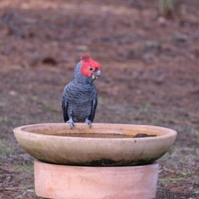 Callocephalon fimbriatum (Gang-gang Cockatoo) at Penrose, NSW - 20 Feb 2020 by Aussiegall