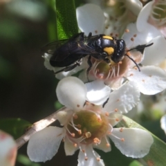 Leioproctus (Leioproctus) irroratus (Yellow-shouldered Bee) at Acton, ACT - 20 Feb 2020 by PeterA