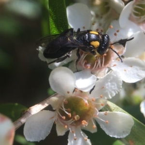 Leioproctus (Leioproctus) irroratus at Acton, ACT - 20 Feb 2020