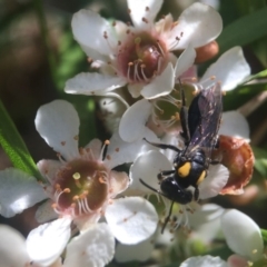 Leioproctus (Leioproctus) irroratus at Acton, ACT - 20 Feb 2020