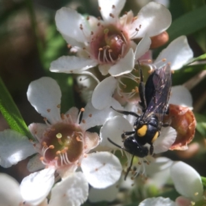 Leioproctus (Leioproctus) irroratus at Acton, ACT - 20 Feb 2020