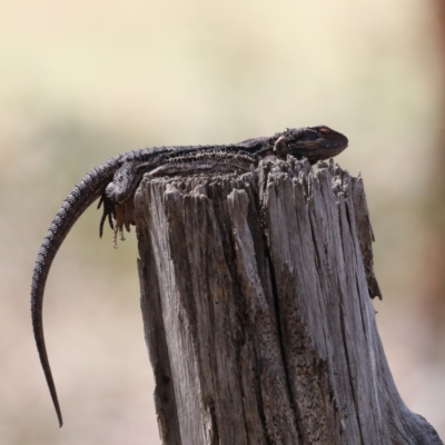 Pogona barbata (Eastern Bearded Dragon) at Majura, ACT - 19 Feb 2020 by jb2602