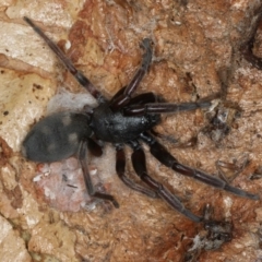 Lampona sp. (genus) (White-tailed spider) at Majura, ACT - 19 Feb 2020 by jb2602