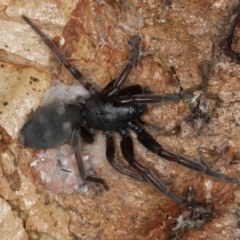 Lampona sp. (genus) (White-tailed spider) at Majura, ACT - 19 Feb 2020 by jbromilow50