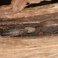 Delena cancerides (Social huntsman spider) at Majura, ACT - 19 Feb 2020 by jbromilow50
