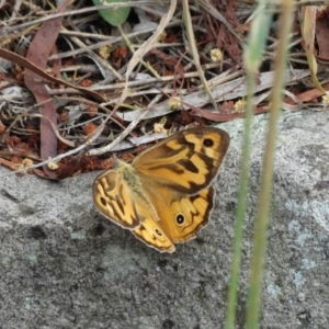 Heteronympha merope at Alpine - 21 Dec 2016