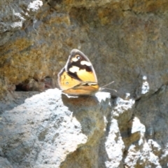 Heteronympha merope at Alpine - 21 Dec 2016