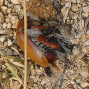 Anoplognathus montanus at Canberra Central, ACT - 9 Dec 2019 10:48 AM