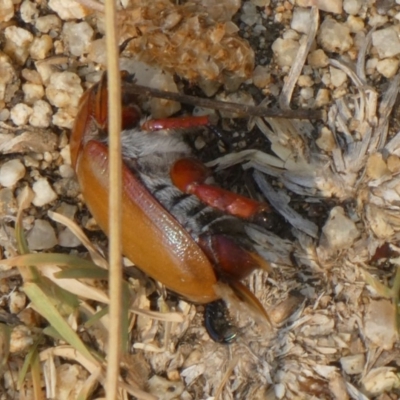 Anoplognathus montanus (Montane Christmas beetle) at Canberra Central, ACT - 9 Dec 2019 by GeoffRobertson