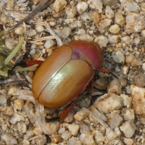 Anoplognathus montanus at Canberra Central, ACT - 9 Dec 2019