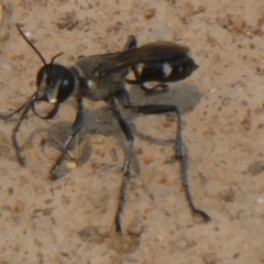 Isodontia sp. (genus) (Unidentified Grass-carrying wasp) at Hackett, ACT - 9 Dec 2019 by GeoffRobertson
