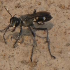 Isodontia sp. (genus) (Unidentified Grass-carrying wasp) at Hackett, ACT - 8 Dec 2019 by GeoffRobertson