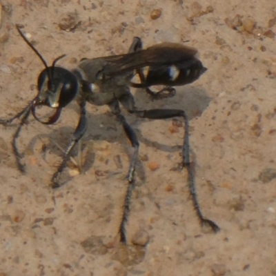 Isodontia sp. (genus) (Unidentified Grass-carrying wasp) at Yarramundi Grassland
 - 8 Dec 2019 by GeoffRobertson
