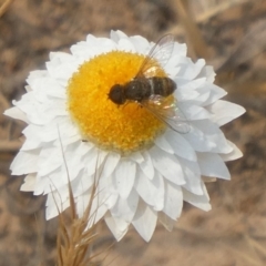 Villa sp. (genus) (Unidentified Villa bee fly) at Hackett, ACT - 9 Dec 2019 by GeoffRobertson