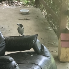 Cracticus torquatus (Grey Butcherbird) at Bruce, ACT - 18 Feb 2020 by Mander