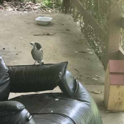 Cracticus torquatus (Grey Butcherbird) at Bruce Ridge - 18 Feb 2020 by Mander