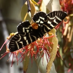 Comocrus behri (Mistletoe Day Moth) at Mount Ainslie - 18 Feb 2020 by jb2602